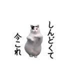 動く！今これ猫ミーム！（個別スタンプ：4）