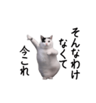 動く！今これ猫ミーム！（個別スタンプ：5）