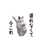 動く！今これ猫ミーム！（個別スタンプ：6）