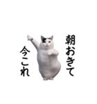 動く！今これ猫ミーム！（個別スタンプ：7）