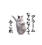 動く！今これ猫ミーム！（個別スタンプ：8）