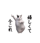 動く！今これ猫ミーム！（個別スタンプ：9）