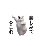 動く！今これ猫ミーム！（個別スタンプ：10）