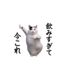 動く！今これ猫ミーム！（個別スタンプ：11）