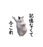動く！今これ猫ミーム！（個別スタンプ：12）