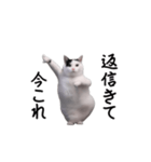 動く！今これ猫ミーム！（個別スタンプ：13）
