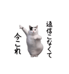 動く！今これ猫ミーム！（個別スタンプ：14）