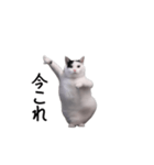 動く！今これ猫ミーム！（個別スタンプ：15）