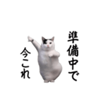 動く！今これ猫ミーム！（個別スタンプ：16）