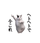 動く！今これ猫ミーム！（個別スタンプ：17）