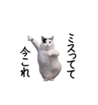 動く！今これ猫ミーム！（個別スタンプ：18）