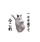 動く！今これ猫ミーム！（個別スタンプ：19）