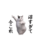 動く！今これ猫ミーム！（個別スタンプ：20）