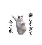 動く！今これ猫ミーム！（個別スタンプ：21）