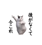 動く！今これ猫ミーム！（個別スタンプ：22）