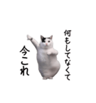 動く！今これ猫ミーム！（個別スタンプ：23）