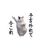 動く！今これ猫ミーム！（個別スタンプ：24）