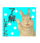 【夏】ネザーランドドワーフ君（個別スタンプ：1）