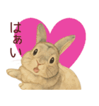 【夏】ネザーランドドワーフ君（個別スタンプ：2）