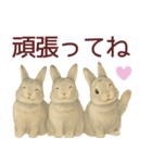 【夏】ネザーランドドワーフ君（個別スタンプ：3）