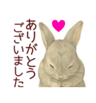 【夏】ネザーランドドワーフ君（個別スタンプ：7）