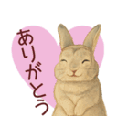 【夏】ネザーランドドワーフ君（個別スタンプ：8）