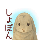 【夏】ネザーランドドワーフ君（個別スタンプ：9）