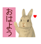 【夏】ネザーランドドワーフ君（個別スタンプ：10）