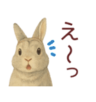 【夏】ネザーランドドワーフ君（個別スタンプ：13）