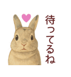 【夏】ネザーランドドワーフ君（個別スタンプ：15）