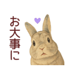 【夏】ネザーランドドワーフ君（個別スタンプ：20）