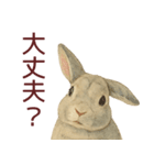 【夏】ネザーランドドワーフ君（個別スタンプ：29）