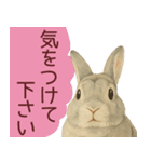 【夏】ネザーランドドワーフ君（個別スタンプ：32）
