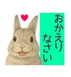 【夏】ネザーランドドワーフ君（個別スタンプ：35）