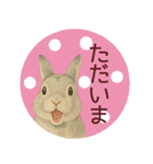 【夏】ネザーランドドワーフ君（個別スタンプ：36）