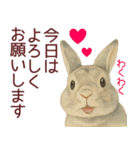 【夏】ネザーランドドワーフ君（個別スタンプ：37）