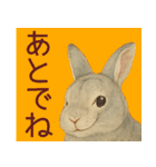 【夏】ネザーランドドワーフ君（個別スタンプ：39）