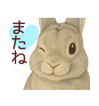 【夏】ネザーランドドワーフ君（個別スタンプ：40）