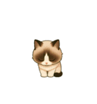 ぺこり猫のごあいさつスタンプ（個別スタンプ：9）