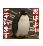 弾けるコウテイペンギン（個別スタンプ：1）