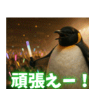 弾けるコウテイペンギン（個別スタンプ：7）