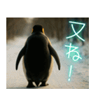 弾けるコウテイペンギン（個別スタンプ：15）