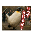弾けるコウテイペンギン（個別スタンプ：20）