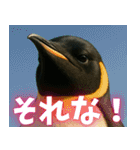 弾けるコウテイペンギン（個別スタンプ：24）