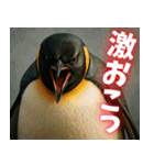 弾けるコウテイペンギン（個別スタンプ：33）