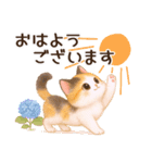 Vol.4☆【敬語/真夏】ふわふわ三毛猫（個別スタンプ：11）