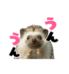 動く！ハリネズミ（個別スタンプ：1）