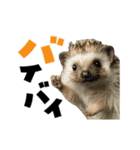 動く！ハリネズミ（個別スタンプ：2）