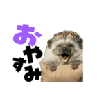 動く！ハリネズミ（個別スタンプ：3）