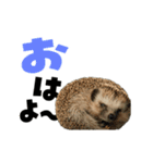 動く！ハリネズミ（個別スタンプ：4）